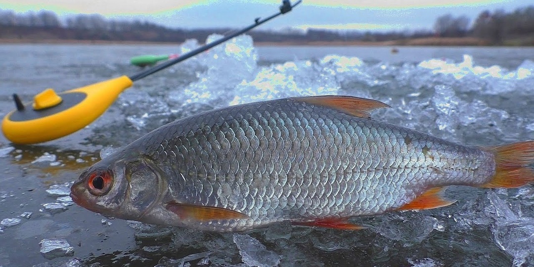Зимняя ловля плотвы: секреты мормышки и низа