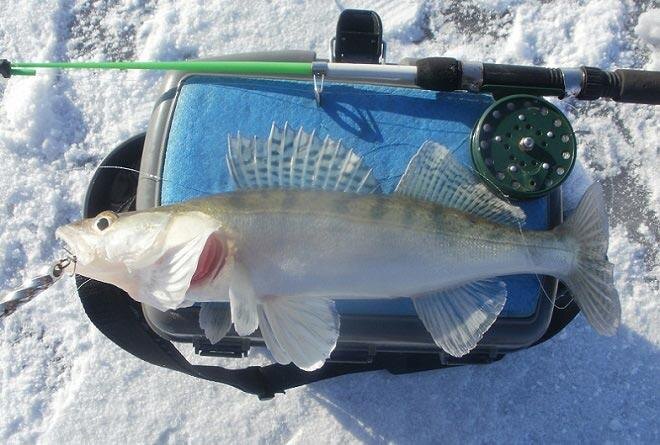 Зимняя ловля судака: блесны, балансиры и точечный поиск