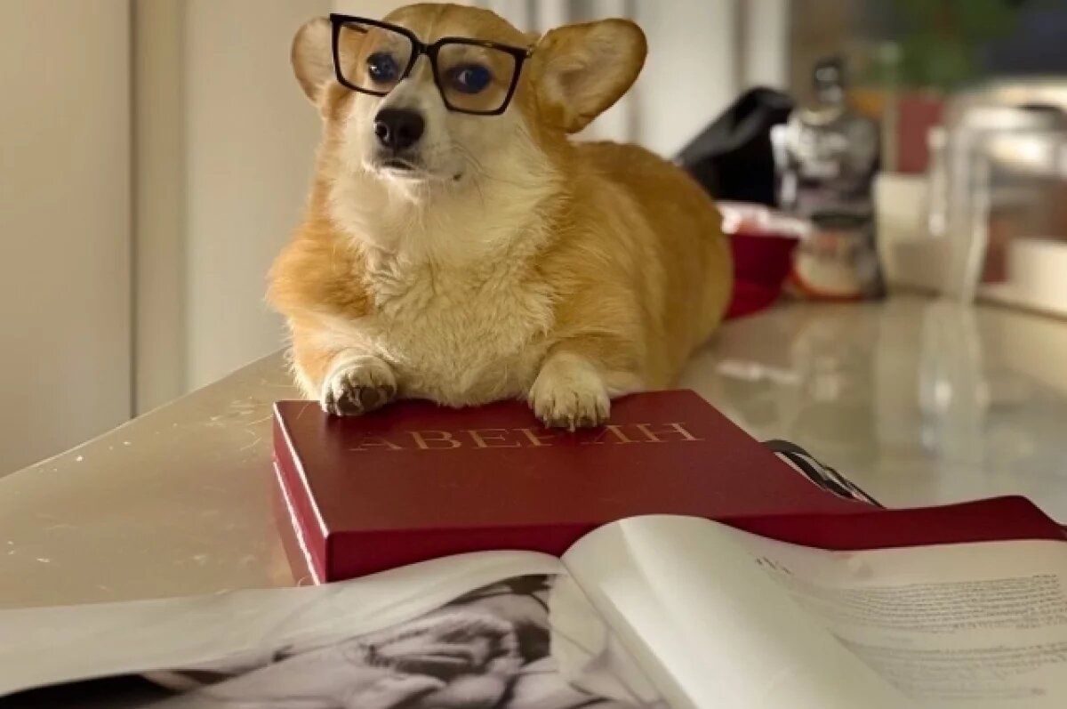    Новогодняя полка.