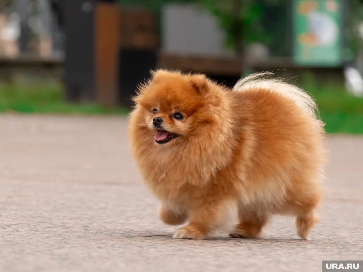     В Челябинске взрослого шпица без прививок продают за четыре миллиона рублей