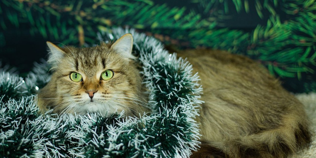 В рождественский вечер морозный