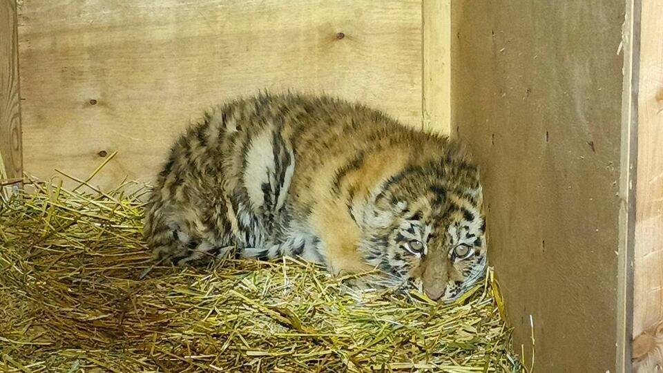     Супружеская пара спасла истощенного тигренка в Хабаровском крае t.me/Центр "Амурский тигр"