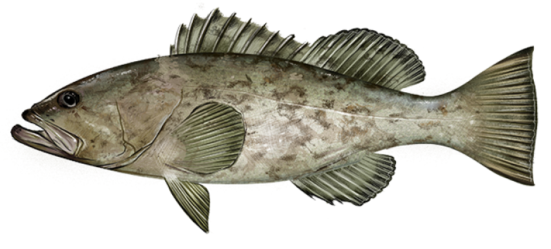 Mycteroperca jordani