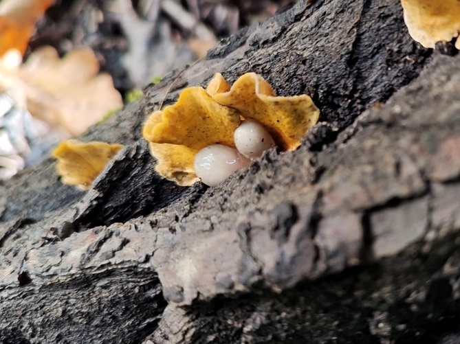 Калашникова Екатерина. Агарикомицеты