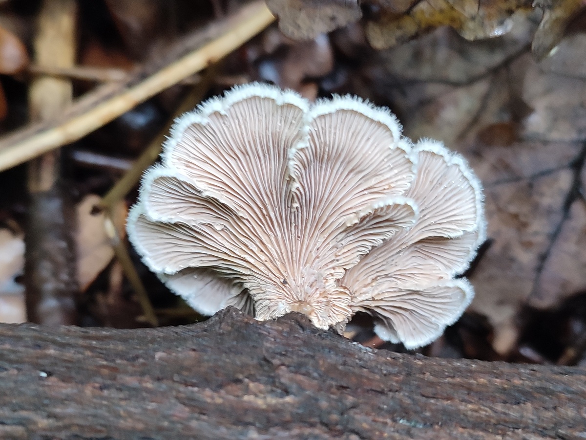 Калашникова Екатерина. Щелелистник