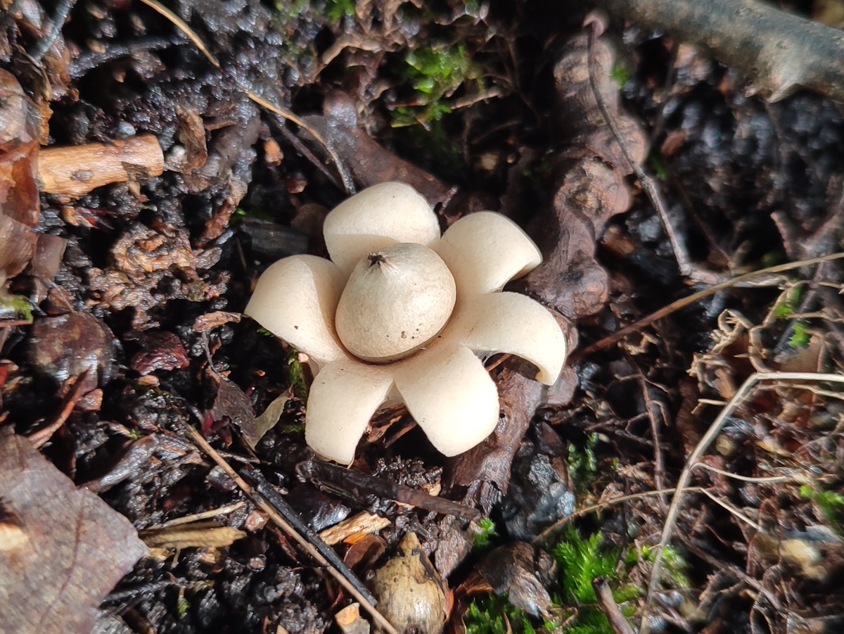 Калашникова Екатерина . Земляная звездочка