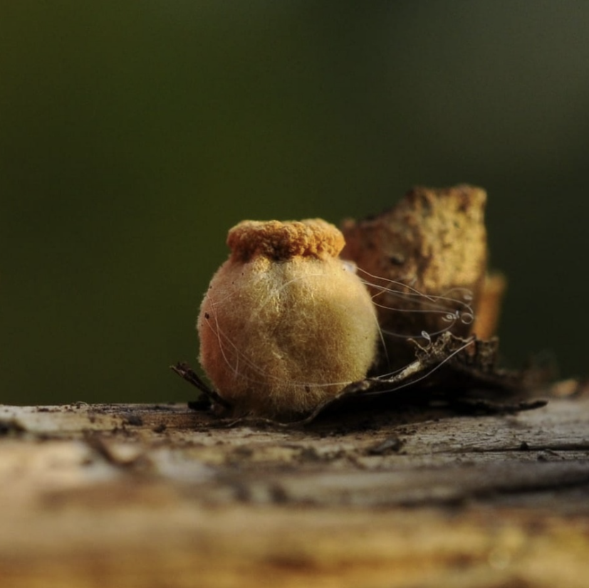Андрей Мещера. Бокальчик гладкий.