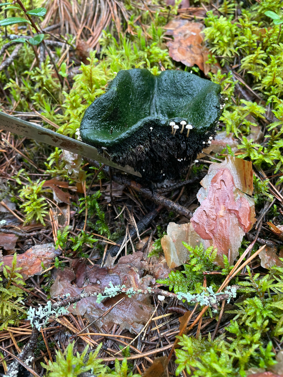 Виктория Том. Паразитическая коллибия (видимо кудрявая) на погибшем ежовике.