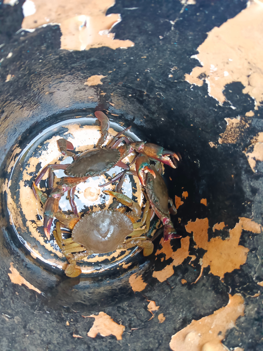 В итоге поймали 15 крабов. Эти самые первые 