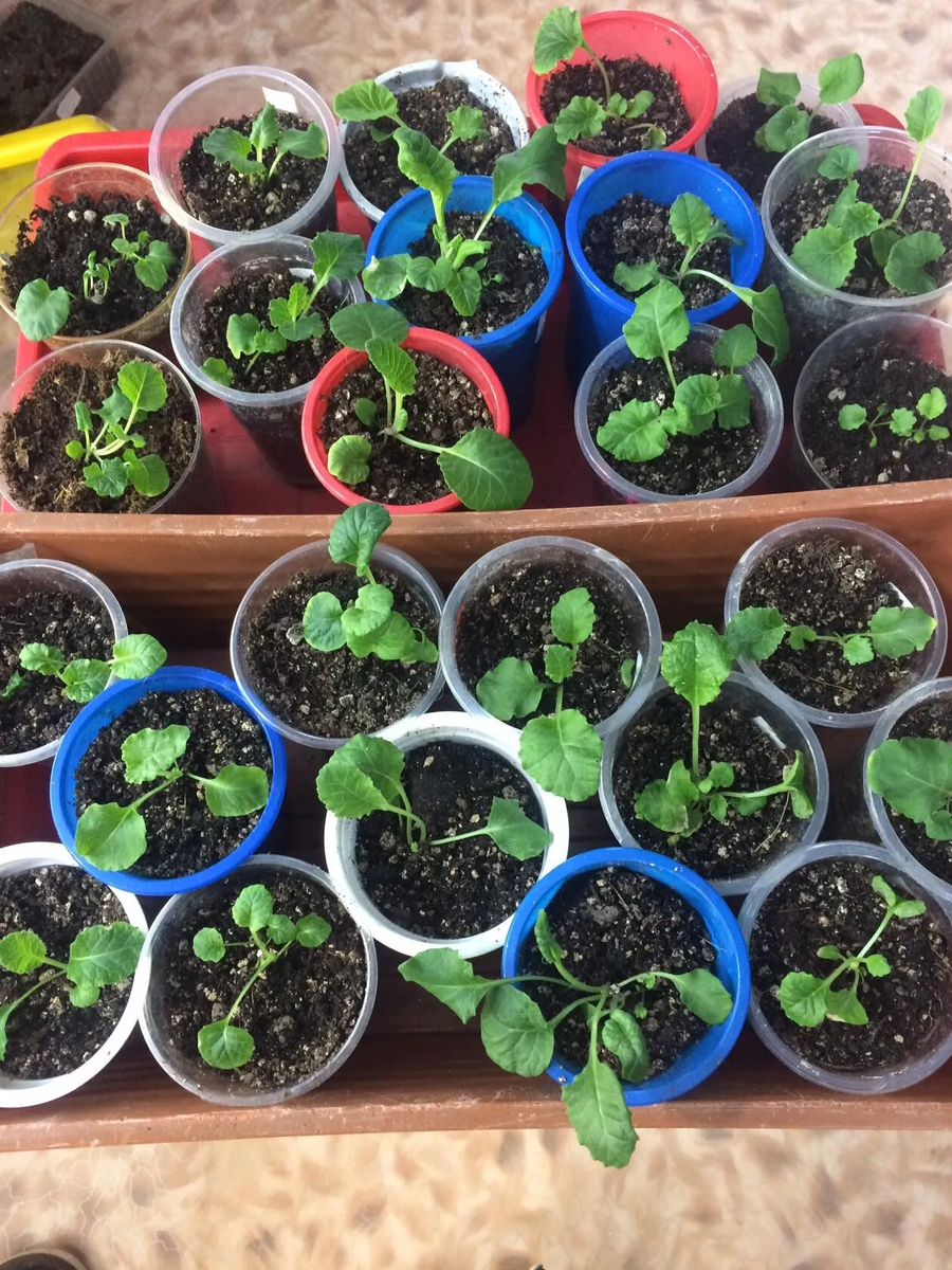 Примула полиантовая2 февраля 2025 года.