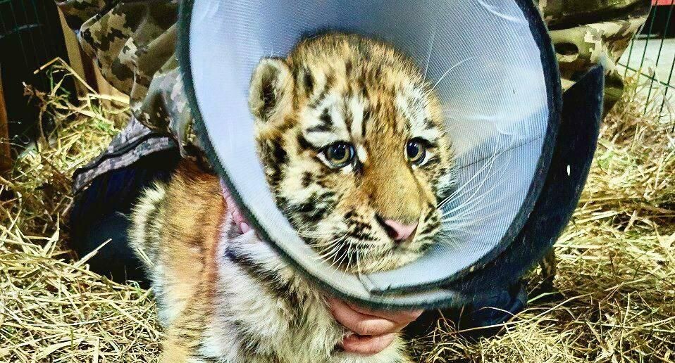    Пресс-служба Центра «Амурский тигр»