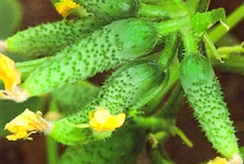 Огуречное изобилие. Сорта огурцов с пучковой завязью, ранние