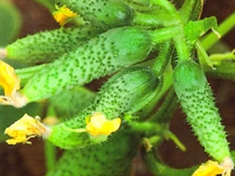 Огурец Сибирский бует от СибСада