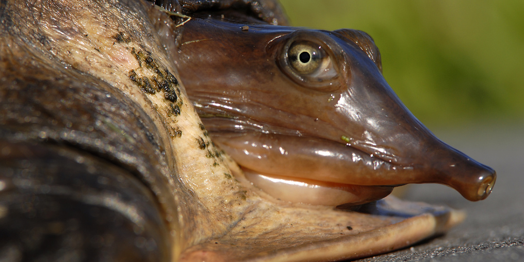 🐢 Злой трионикс: уход, питание и техника безопасности с Apalone ferox