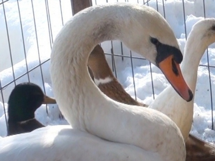     © Фото: ИД «Волгоградская правда» / архив