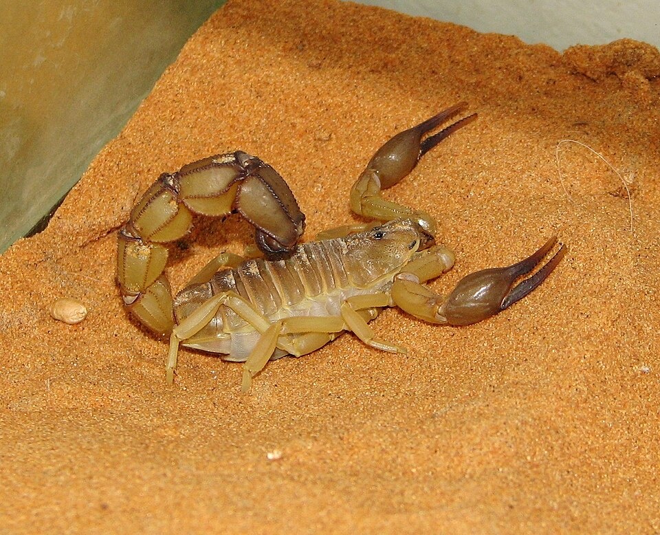Золото, которое может убить: Androctonus australis во всей красе