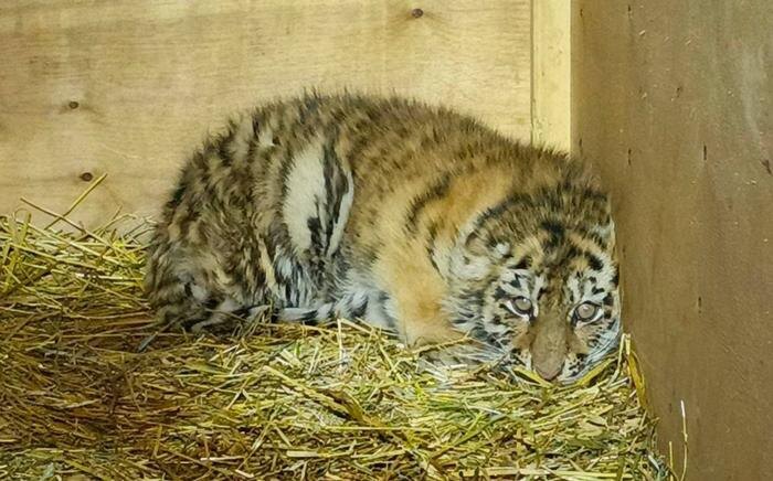 Обложка © Telegram / Центр «Амурский тигр»