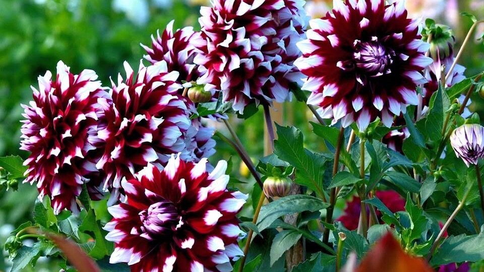 Цветы из детства