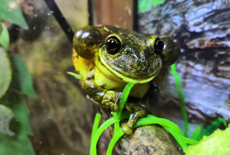 🐸 Ядовитая квакша (Trachycephalus venulosus): мифы и реальность содержания дома