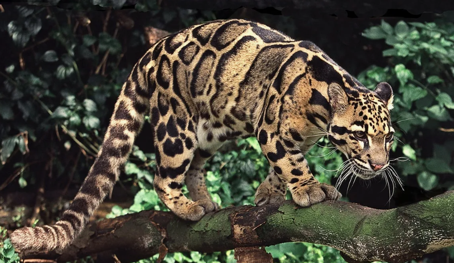 Это одна из немногих кошек на планете (наряду с маргаем), чьи лодыжки могут поворачиваться почти на 180 градусов.