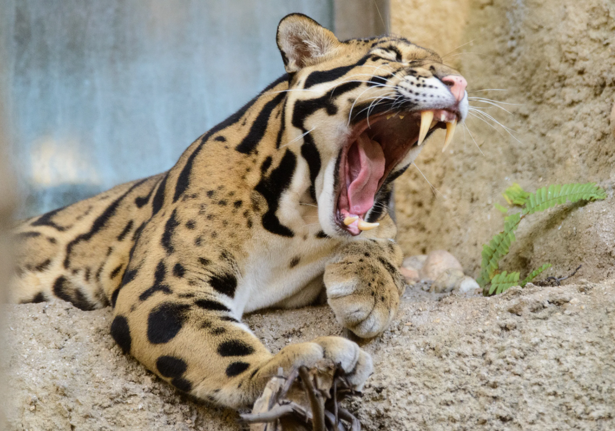 Дымчатый леопард обладает самыми длинными клыками среди всех кошачьих по отношению к размеру тела. Его верхние клыки могут достигать 4–5 сантиметров — почти такого же размера, как у тигра, который весит в 10 раз больше! Кроме того, челюсти этой кошки способны раскрываться на невероятные 100 градусов, что делает её пасть функционально похожей на пасть вымерших саблезубых тигров.