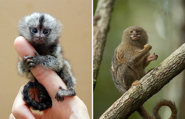 Тот случай, когда вся «банда» приматов поместится в одной ладони.