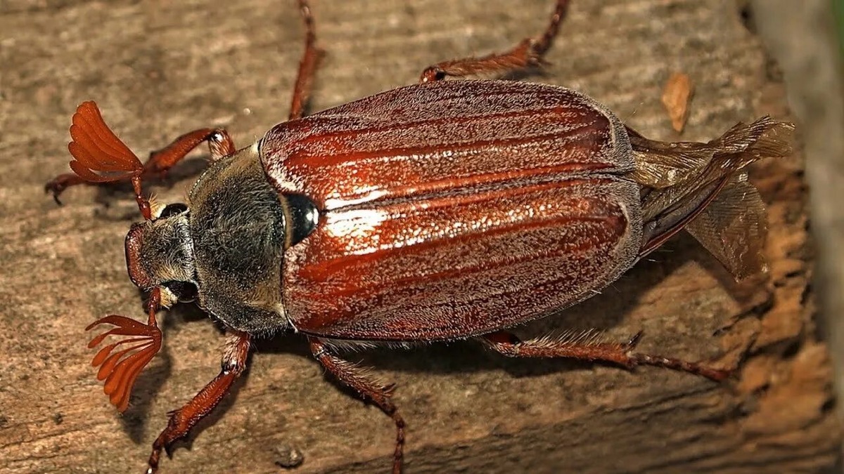 Фотография из интернета