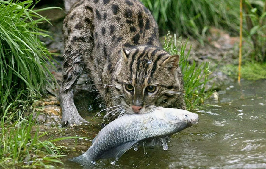 Между пальцами у него есть выраженные перепонки. Они работают как ласты во время плавания и как широкие опоры, которые позволяют коту не проваливаться в вязкую прибрежную грязь.