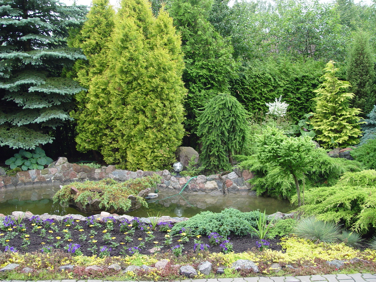    Хвойные растения позволяют создавать прекрасные ландшафтные композиции