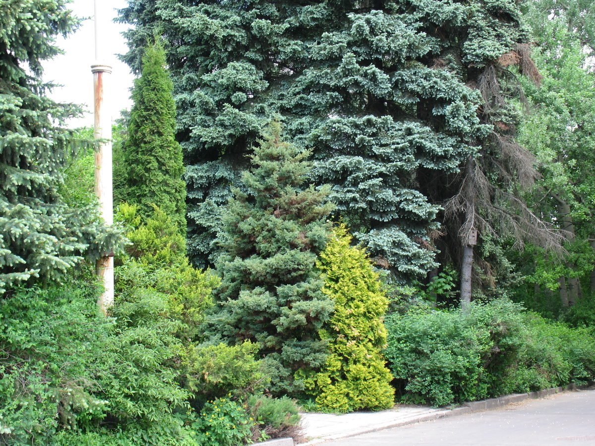    Стабильность окраски хвойных относительна