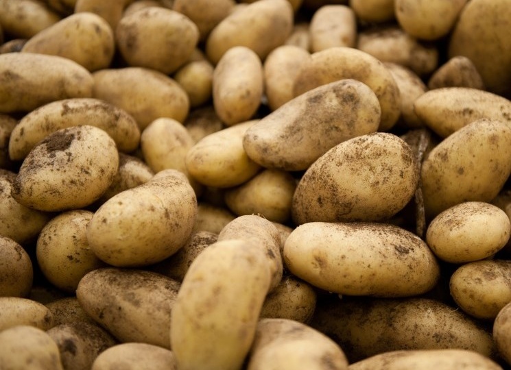 Сбор картофеля существенно вырос