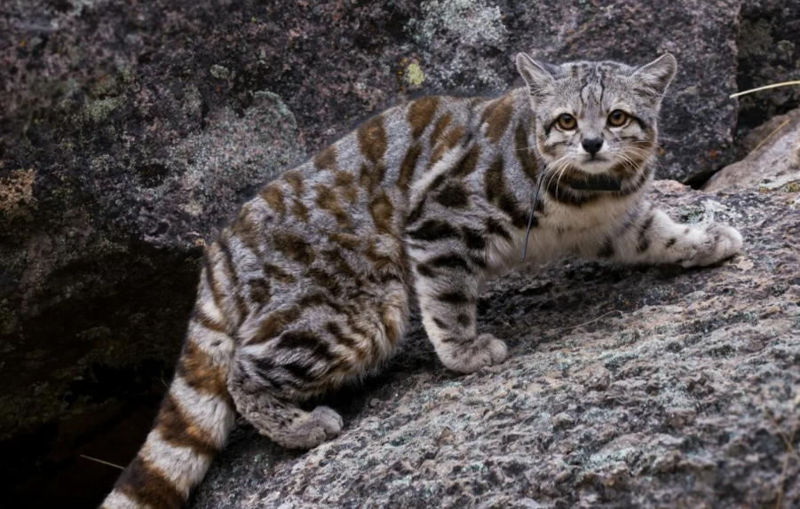 Длина её хвоста составляет около 70% от длины всего тела. Он настолько мощный и пушистый, что служит кошке не только идеальным балансиром при прыжках по отвесным скалам, но и теплым «шарфом», в который она полностью зарывается во время сна на морозе.