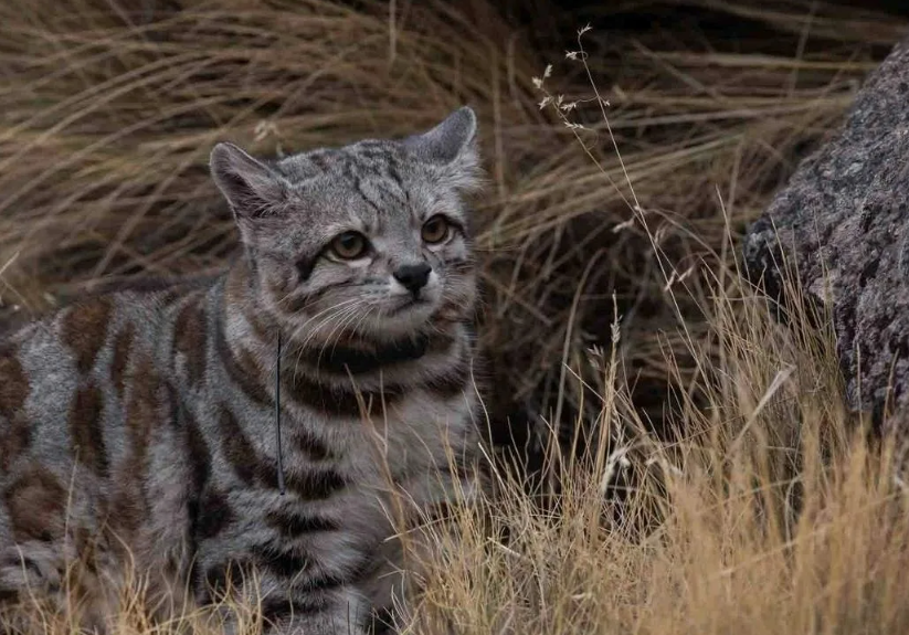 Это одна из самых высокогорных кошек в мире. Она живет на высоте от 3000 до 5000 метров и выше, где содержание кислорода крайне низкое, а растительности почти нет.