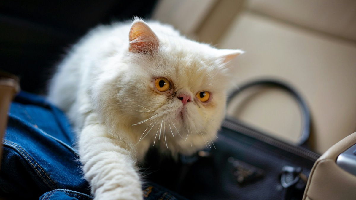    Алгоритм перевозки кошки на поезде не сильно отличается от перевозки собаки