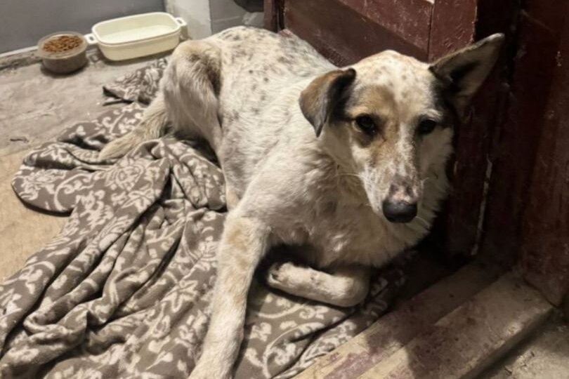 Попавшую в беду любимицу по кличке Лиса всем домом ищут волгоградцы