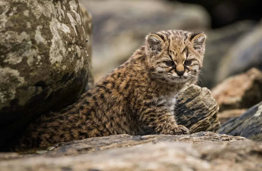 Абсолютный рекорд миниатюрности: Это самая маленькая дикая кошка во всей Северной и Южной Америке. Взрослый кодкод весит всего около 2 кг, что делает его почти в два раза меньше обычной домашней кошки.