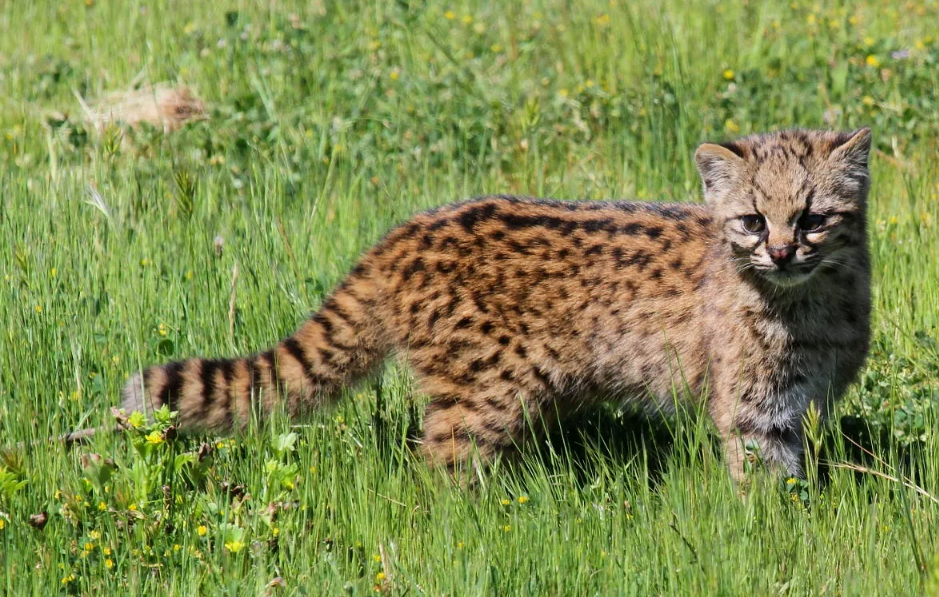Птичий голос: Несмотря на свою хищную натуру, кодкод почти не умеет мяукать в привычном нам понимании. Для общения друг с другом эти кошки используют странные звуки, напоминающие птичье чириканье или резкие высокие щелчки. Такая вокализация позволяет им перекликаться в густом подлеске, не привлекая внимания крупных хищников (например, пум), которые могли бы принять обычное мяуканье за сигнал присутствия добычи.