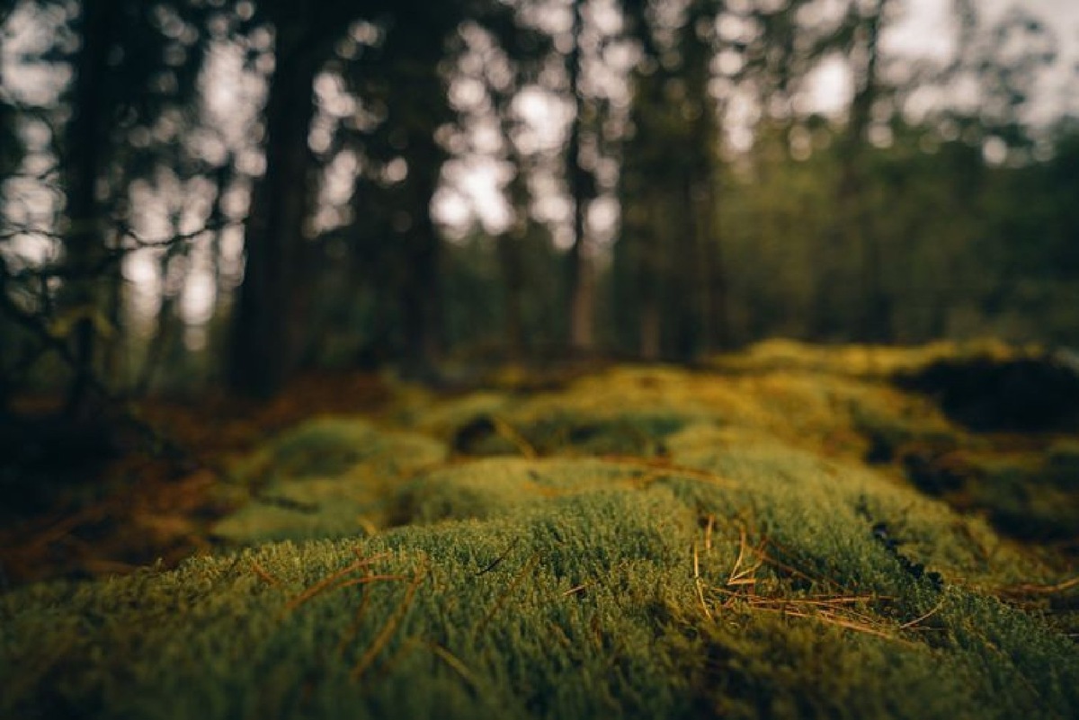    Фото: iStock/avtk