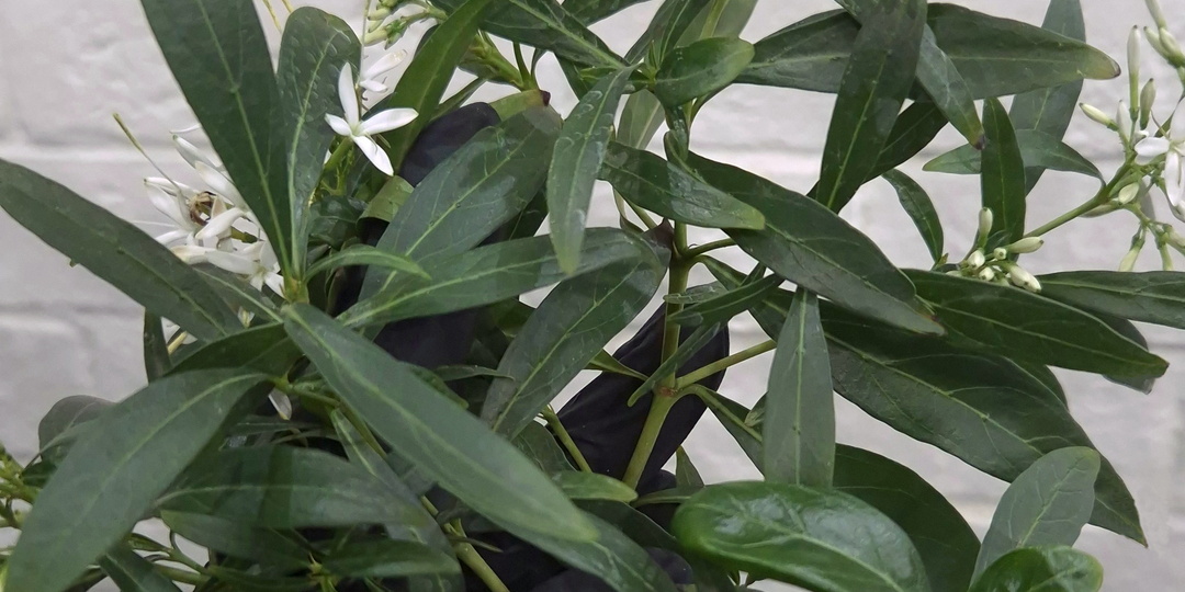 Паветта ланцеолата максим, лат: Pavetta lanceolata Maxim