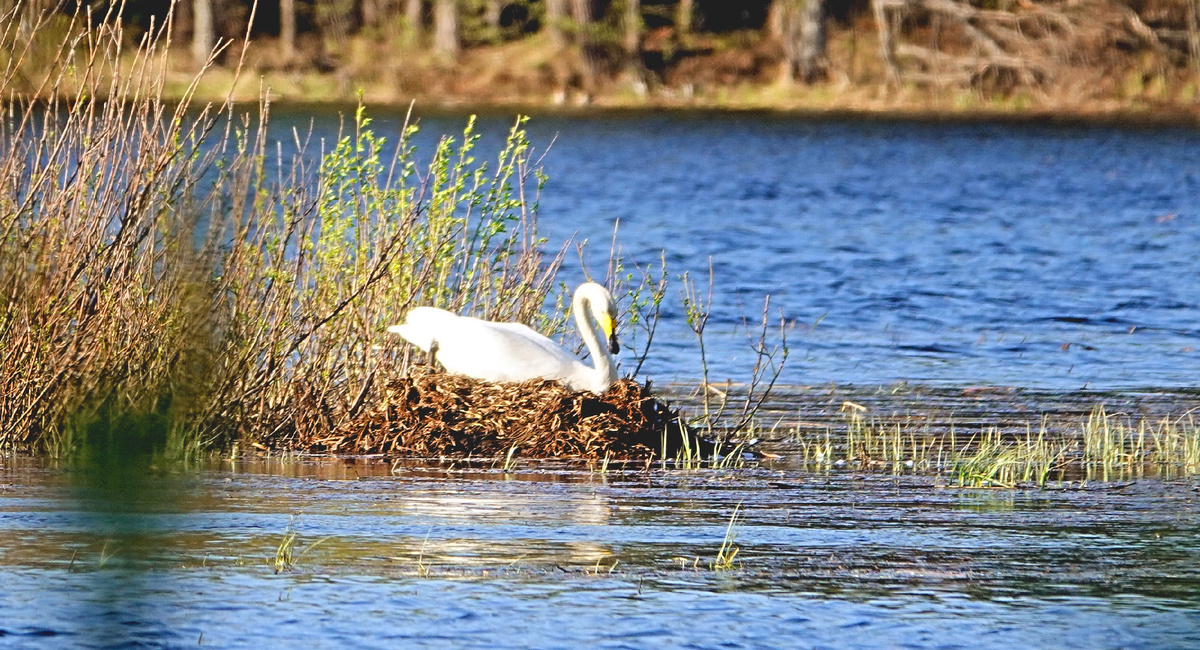 Самка лебедя на гнезде. 
