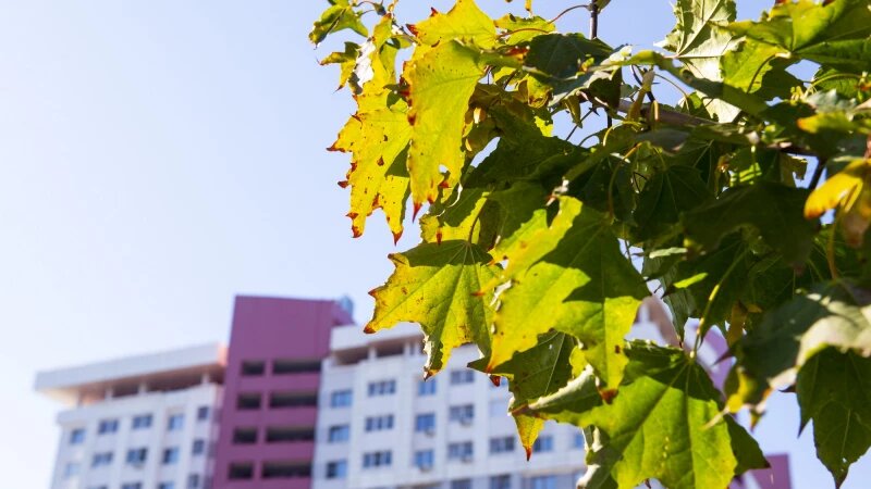     Осень в Барнауле. Природа Анна Зайкова