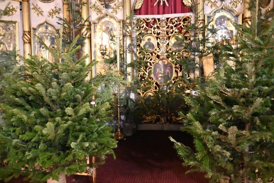    Храмы Екатеринбурга украсили больше 300 хвойных деревьев. Фото: Областная газета.