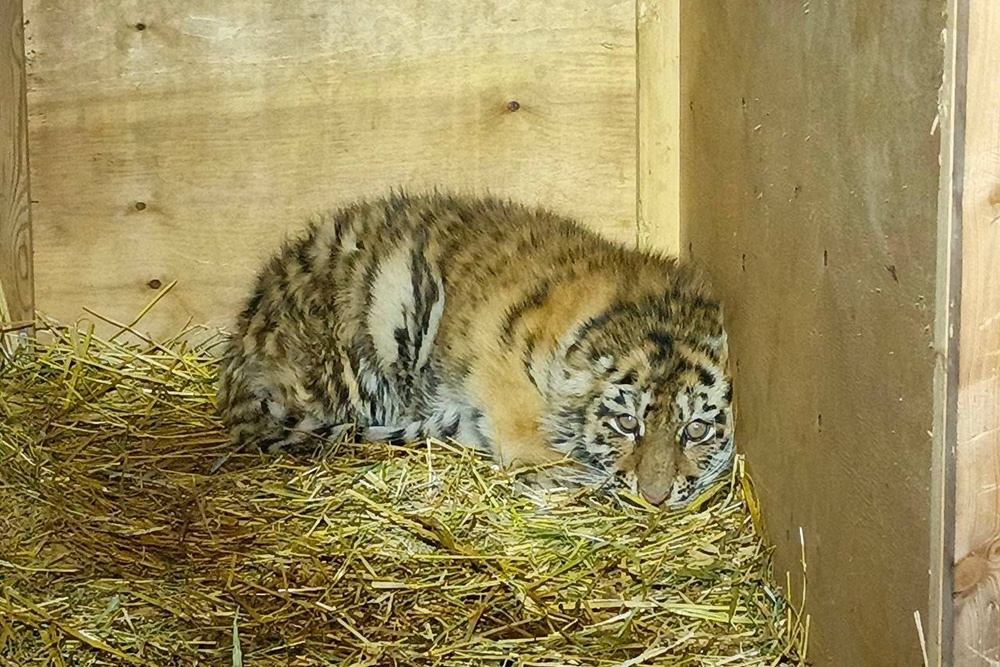    Спасенный тигренок не вернется в дикую природу / t.me/amurtigercenter