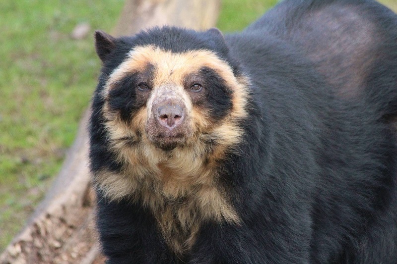 Высоко в Андских горах, окружённых глубокими ущельями и зелеными долинами, обитает очковый медведь. Источник фото - https://golnk.ru/Wwavw