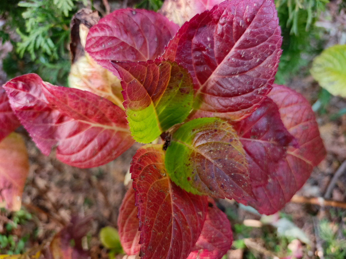 Адлер, январь 2026 года