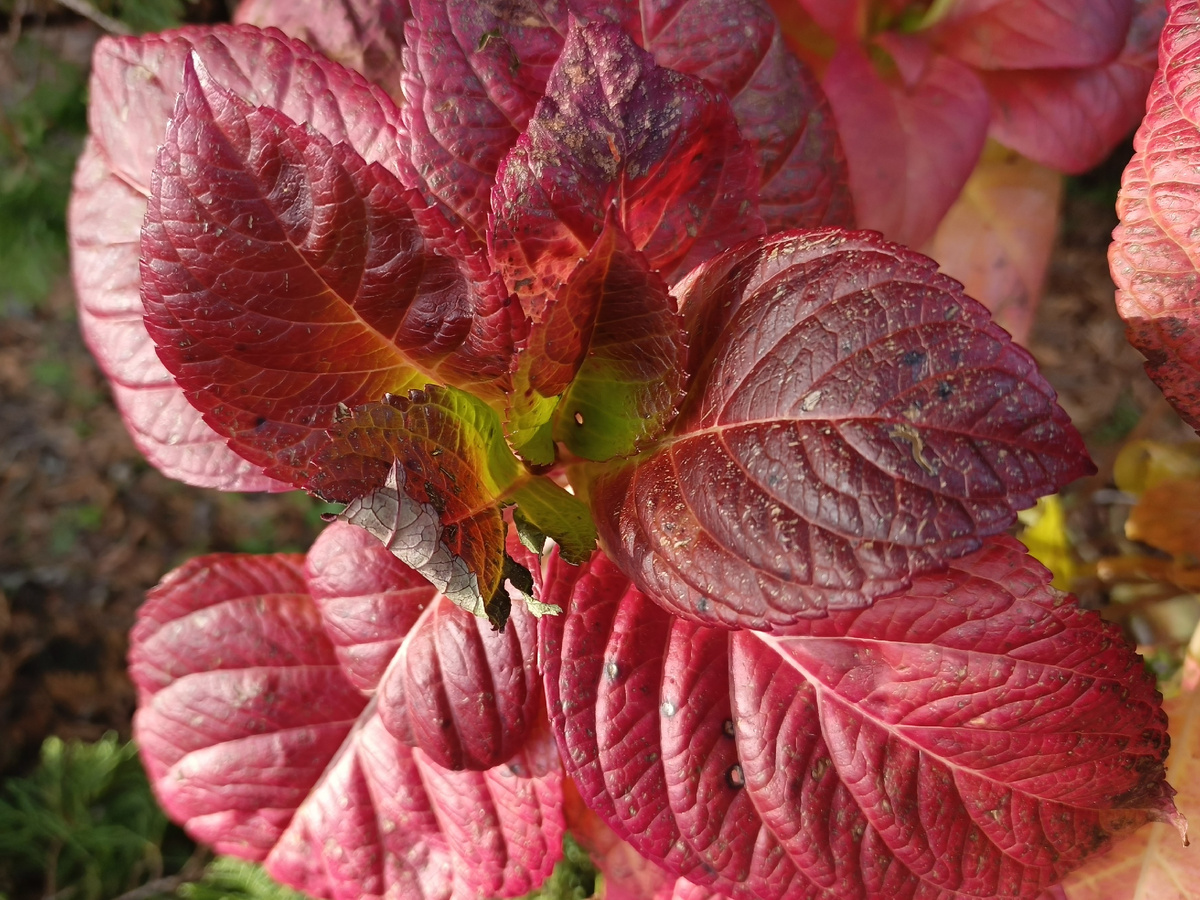 Адлер, январь 2026 года