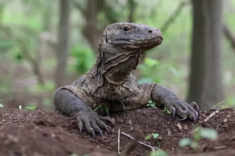 Движения варана кажутся тяжёлыми и неуклюжими, но это иллюзия. Источник фото - https://golnk.ru/G05kG