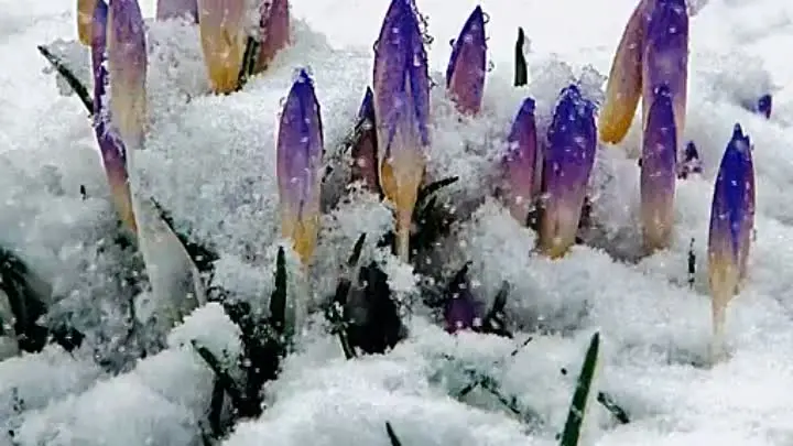 Фото с ок https://ok.ru/video/5435901479491