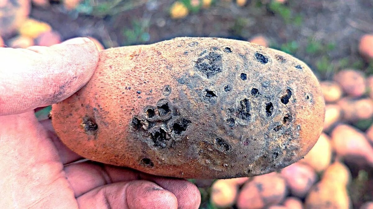 Вот во что превращает клубни этот вредитель