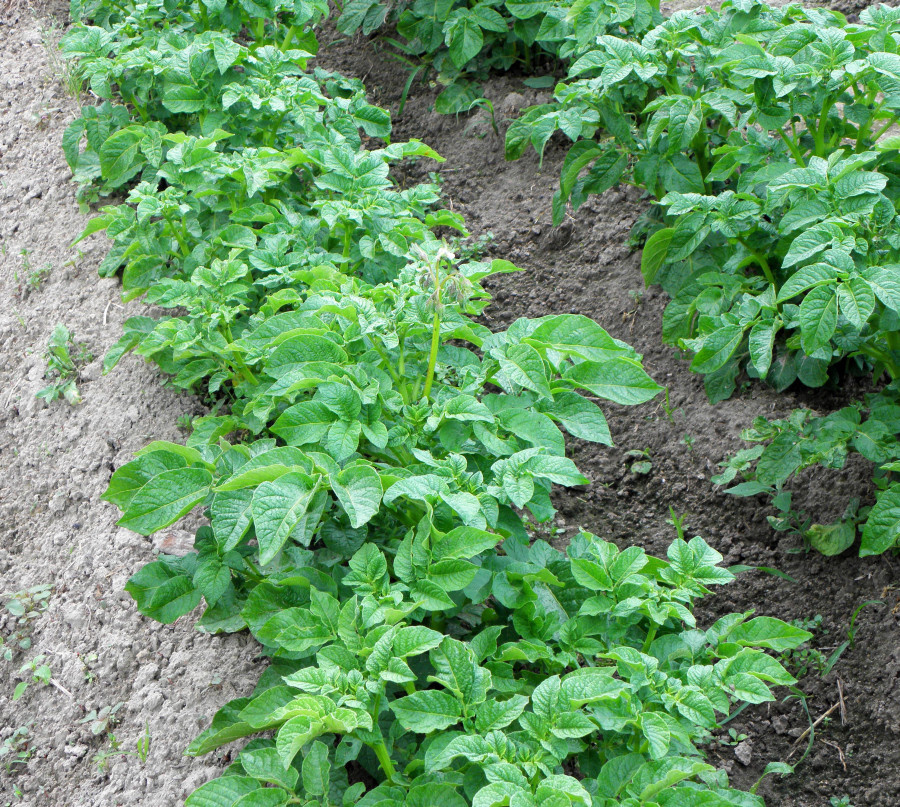 Кусты этой культуры нормально формируются при отсутствии в грунте опасных вредителей